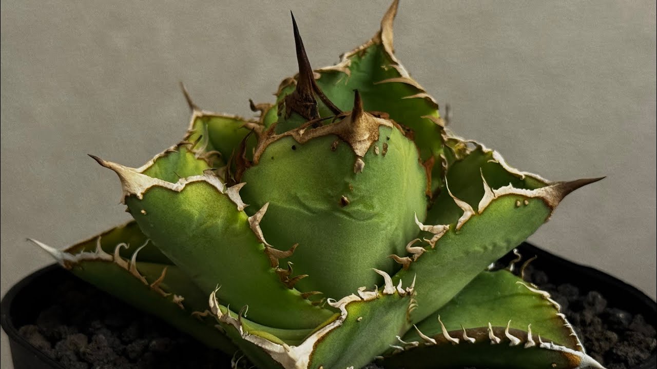 アガベ・チタノタ 隕石(ミーティアライト)-026｜agave titanota meteor