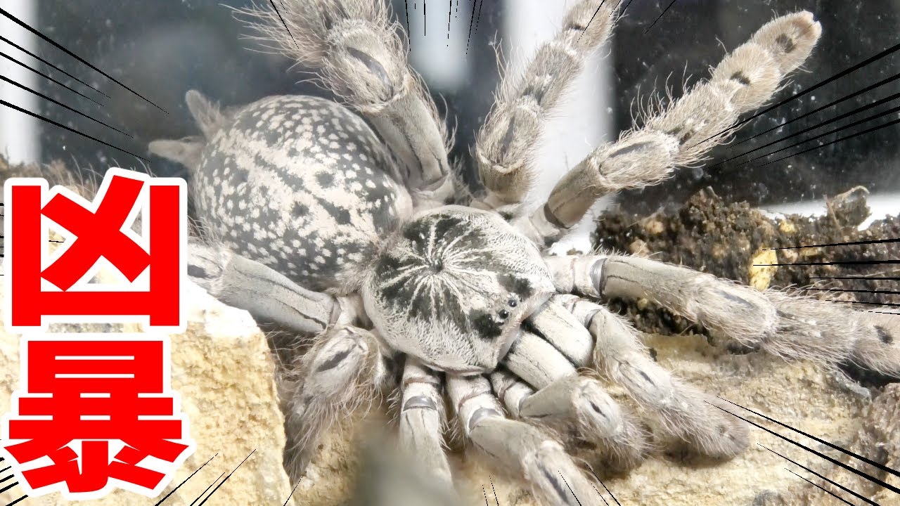 Tarantulas, which have the most deadly venom, are so scary