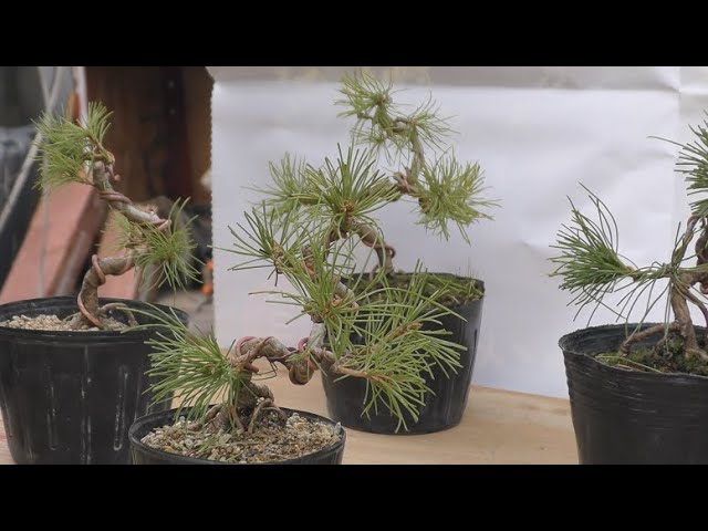 五葉松を小さくミニサイズにする - YouTube