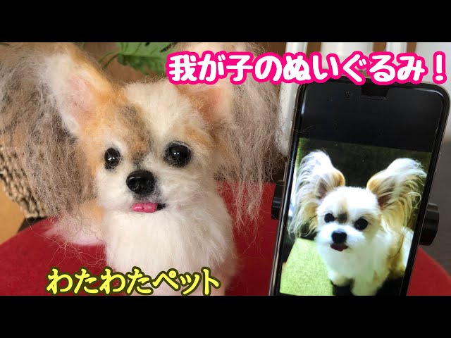 可愛いあの子が寿命のない体になった【わたわたペットの分身の術】羊毛