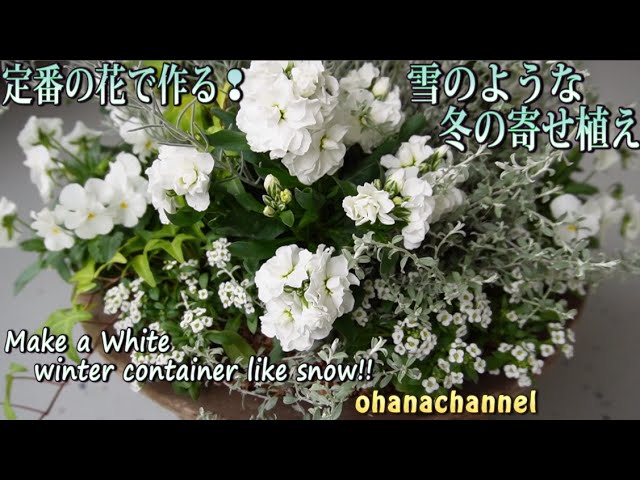 Planting] Plant your usual flowers beautifully! Make a snow-like