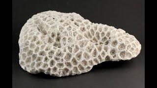 和歌山県産 珊瑚(菊目石) 1.05kg｜天然石 原石 通販 キラリ石