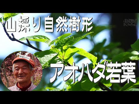 山採り自然樹形アオハダ 若葉 2024 秋元園芸 - YouTube