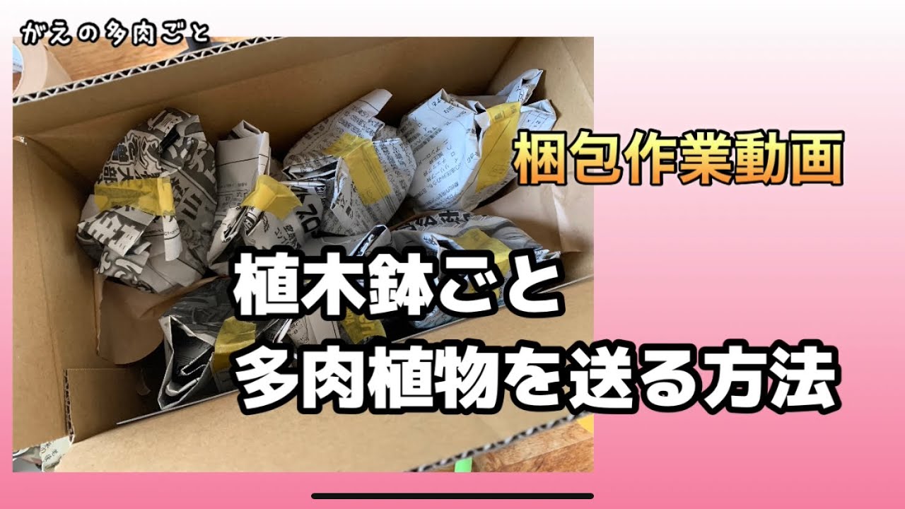 植木鉢ごと多肉植物を送る方法(梱包作業動画) - YouTube