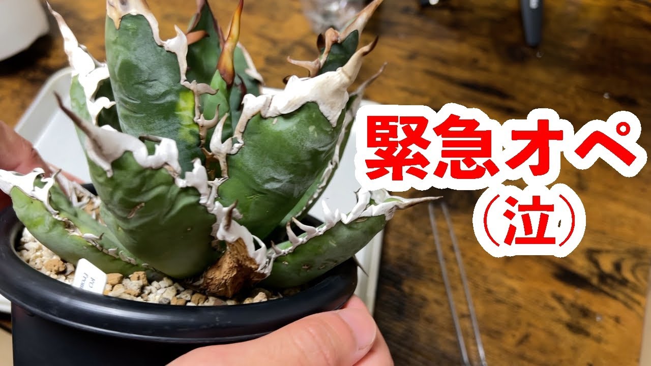 1番のお気に入り株を切ることになりました【アガベ・チタノタ