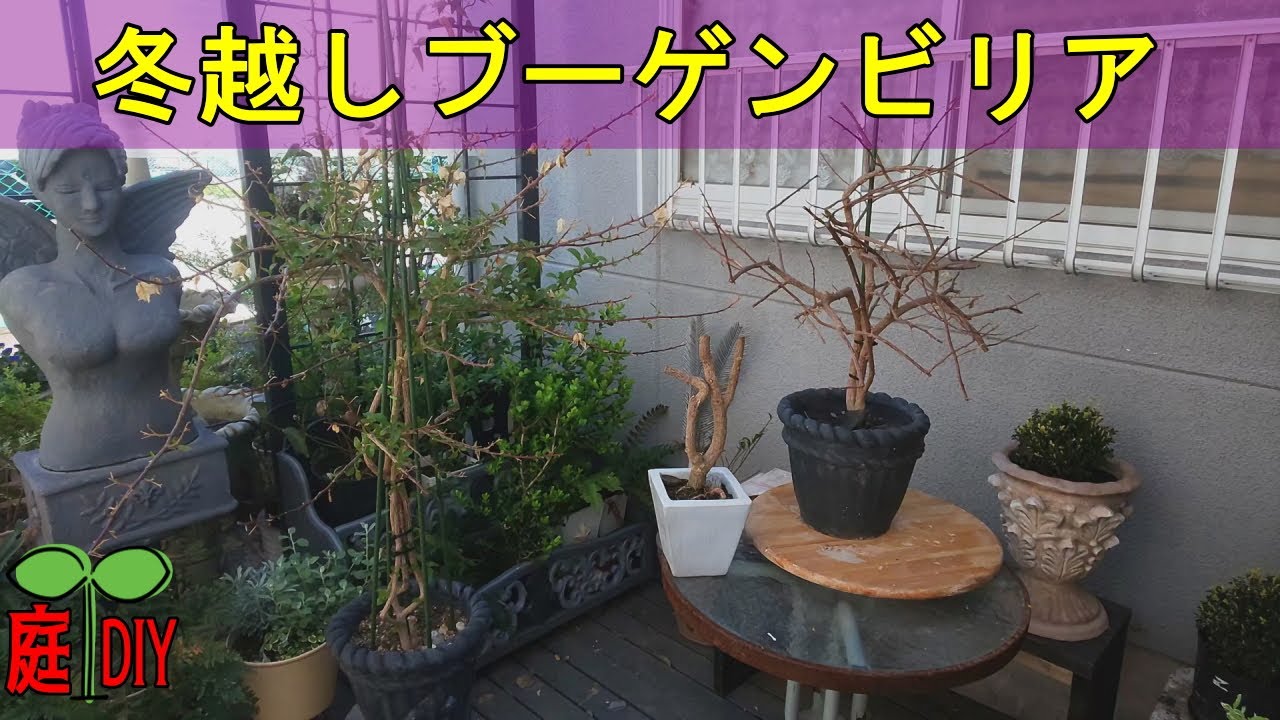 ブーゲンビリアを育てる#花木剪定冬越しブーゲンビリアの様子と今後の