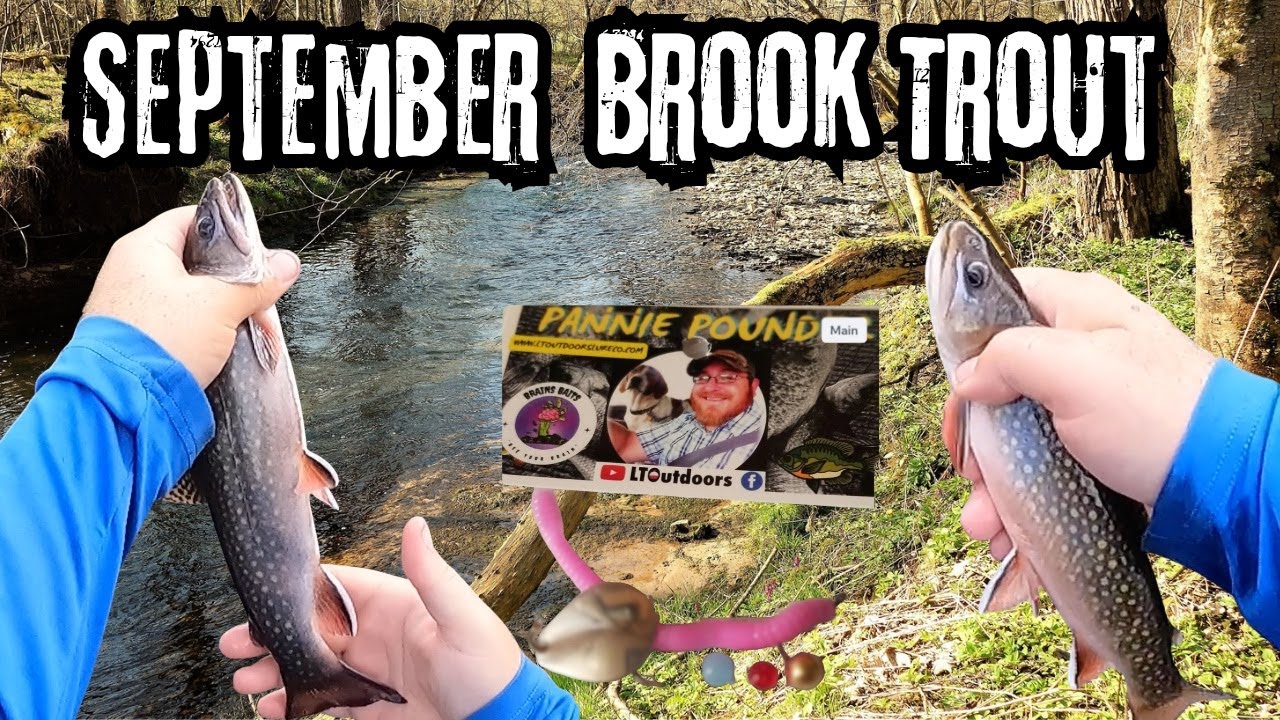 Brook Trout Fishing In September - YouTube