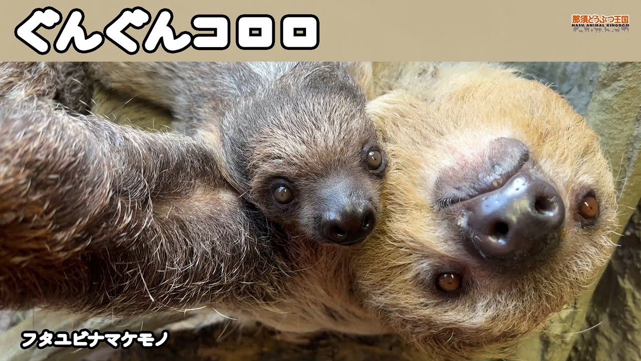 ナマケモノ】ぐんぐんコロロ/フタユビナマケモノのこども「コロロ」の