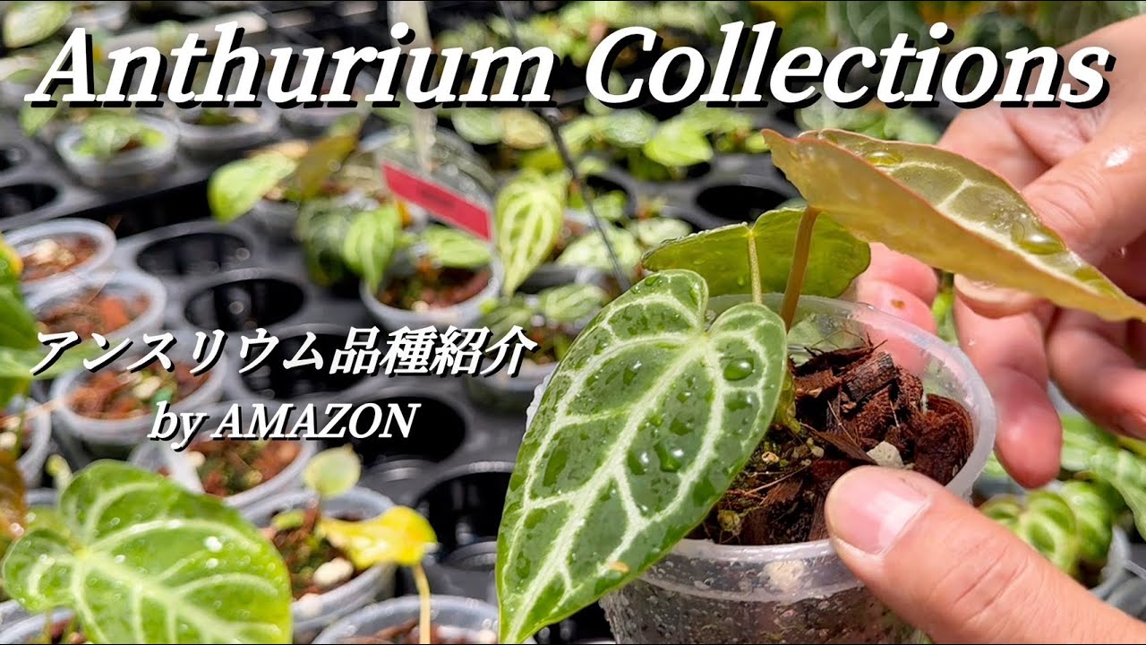 Rare Anthurium] I brought home a hybrid of Crystal Silver
