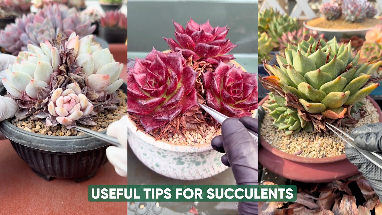 多肉】#22 多肉植物のカット苗や抜き苗だけで手作り木箱に寄植えしま