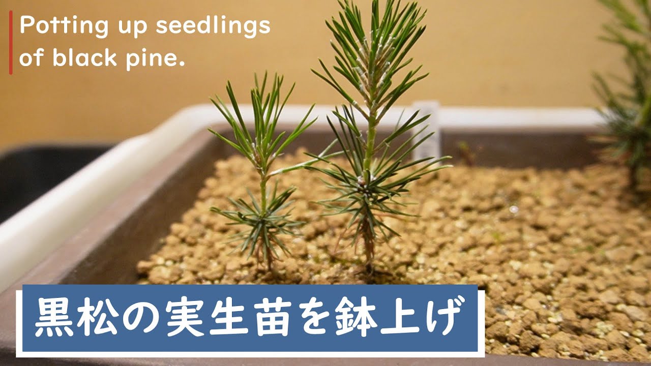 黒松の実生苗を鉢上げ 2024.05.08（Potting up seedlings of black