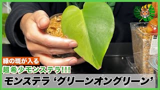 Monstera] Super rare! Bright green variegated green on green! I
