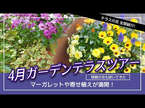 Now in full bloom!] April Garden Terrace Tour [Introducing all the