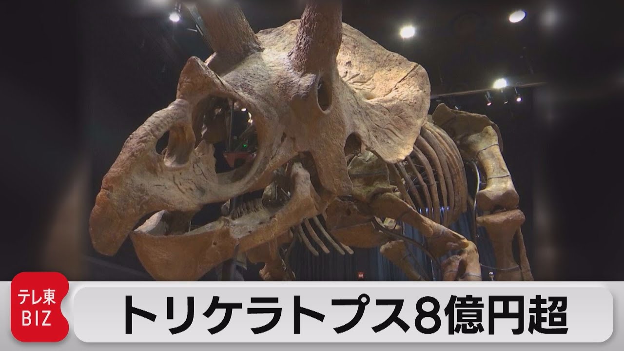 世界最大のトリケラトプス化石 8億7,000万円で落札 全長7メートル超