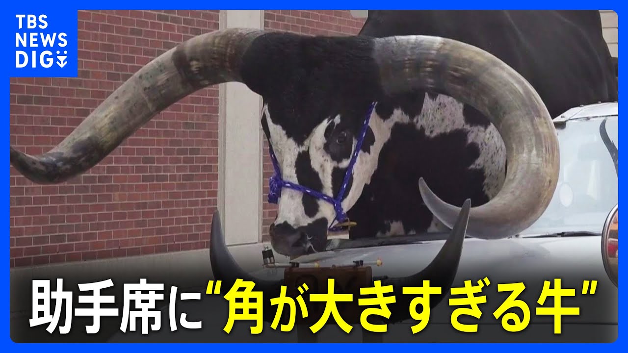 助手席に“角が大きすぎる牛” 運転手「なぜ乗せたか分からない