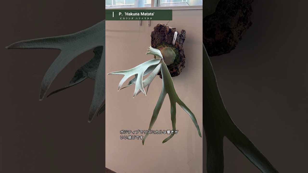 ビカクシダ #ハクナマタタ #platycerium #hakunamatata #vandakaplants