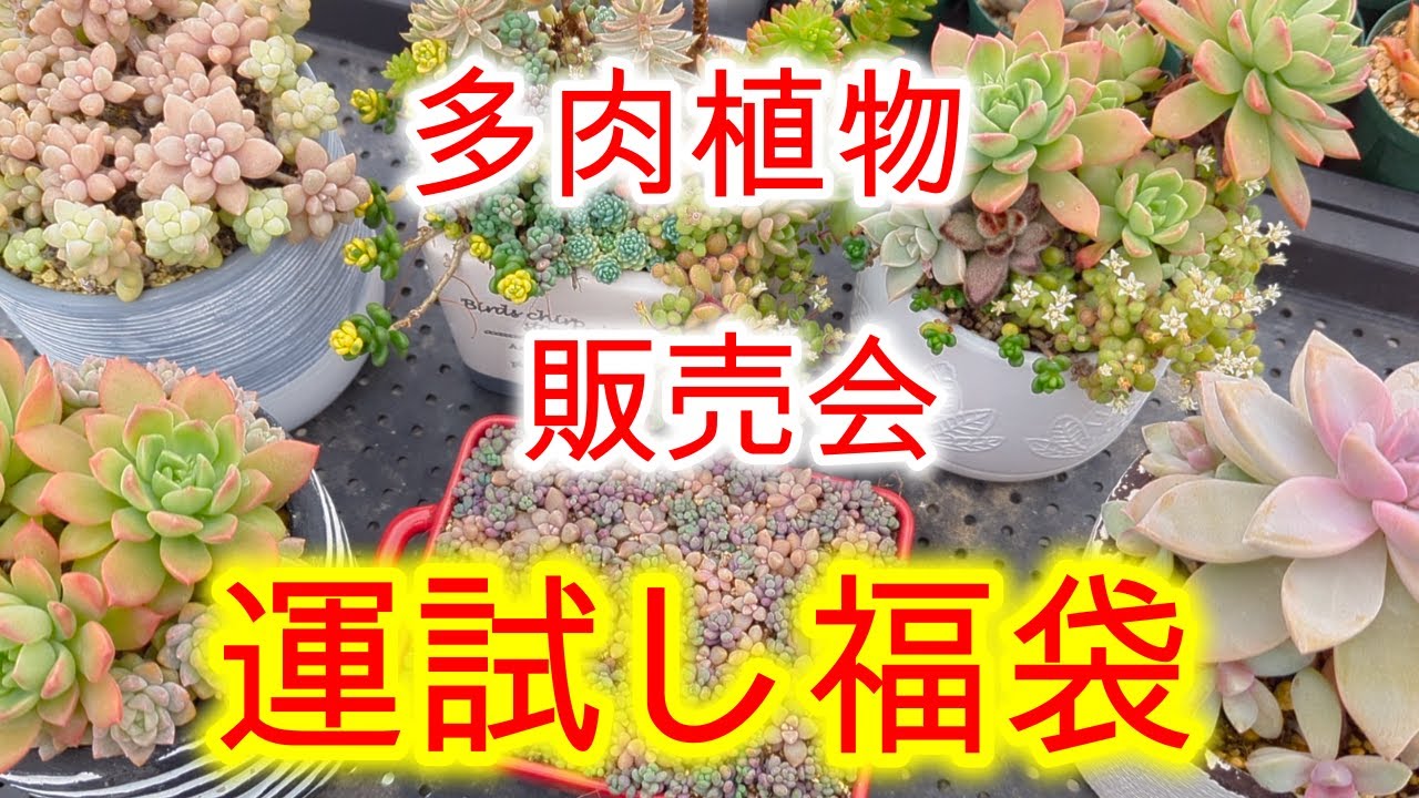 Succulents] [Sales Event] [Lucky Lucky Bag] We will be selling