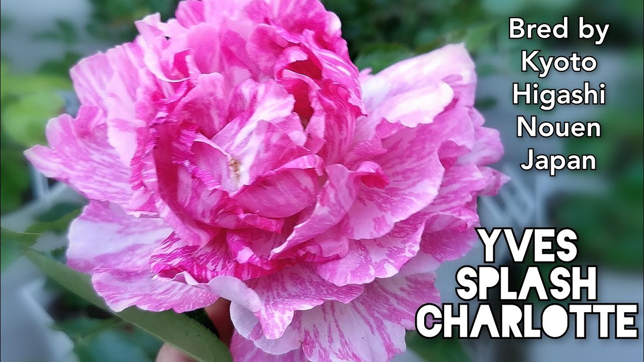 YVES SPLASH CHARLOTTE ROSE plant by Kyoto Higashi Nouen Japan バラ