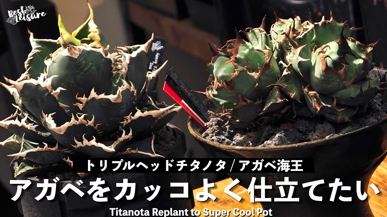 Three-Headed Agave] I want to make the finished Titanota look cool