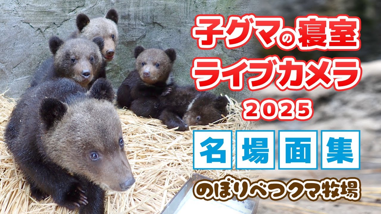 子グマの寝室ライブカメラ2025 名場面集 - YouTube