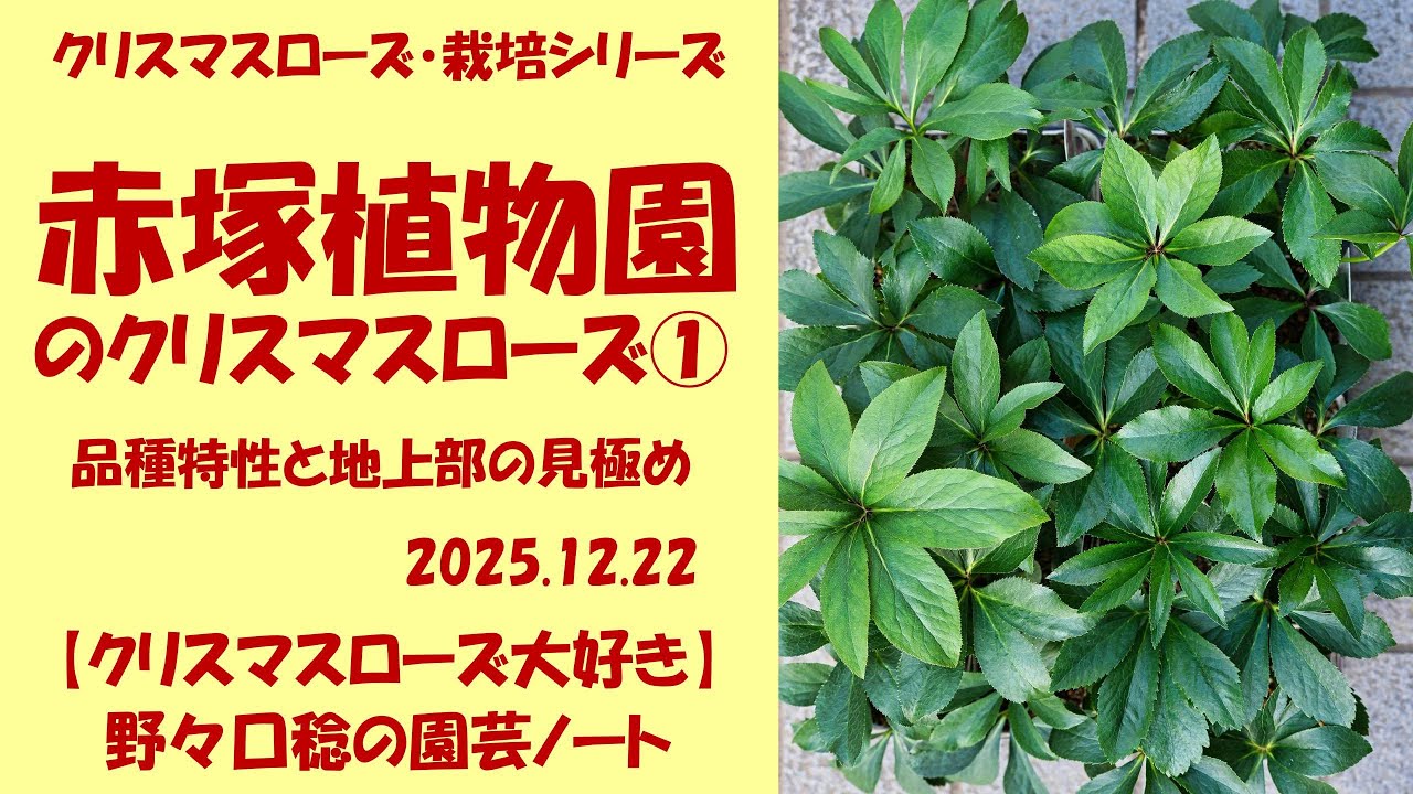 2025.12.22 Akatsuka Botanical Garden Christmas Rose① Variety