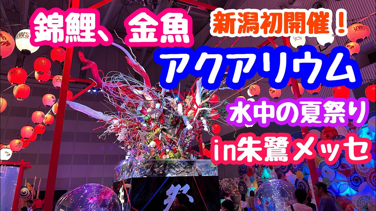 August 11, 2025 Nishikigoi and Goldfish Aquarium Underwater Summer