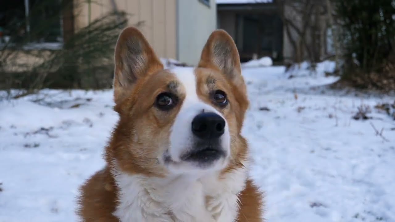 2024 ついに来たか？冬の温暖化〜コーギー三兄妹 - YouTube