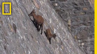 シミエン国立公園」徹底ガイド 【旅の大事典】
