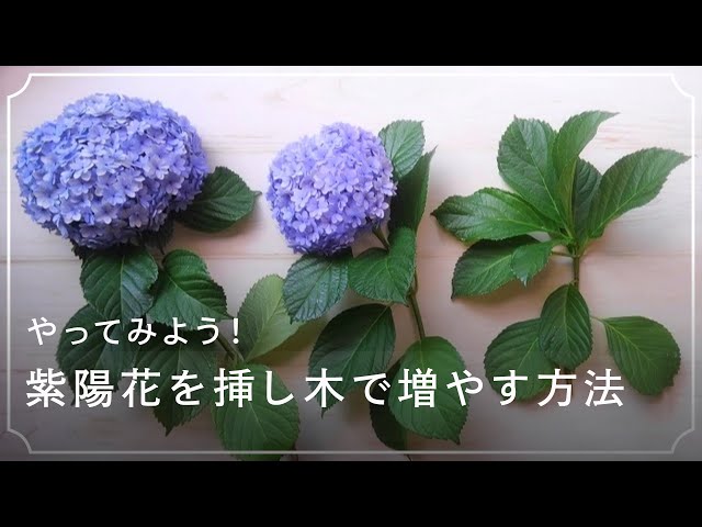 やってみよう！紫陽花（アジサイ）を挿し木で増やす方法 - YouTube