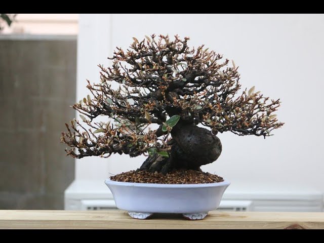 bonsai E pungens 盆栽 寒グミ 葉切り - YouTube
