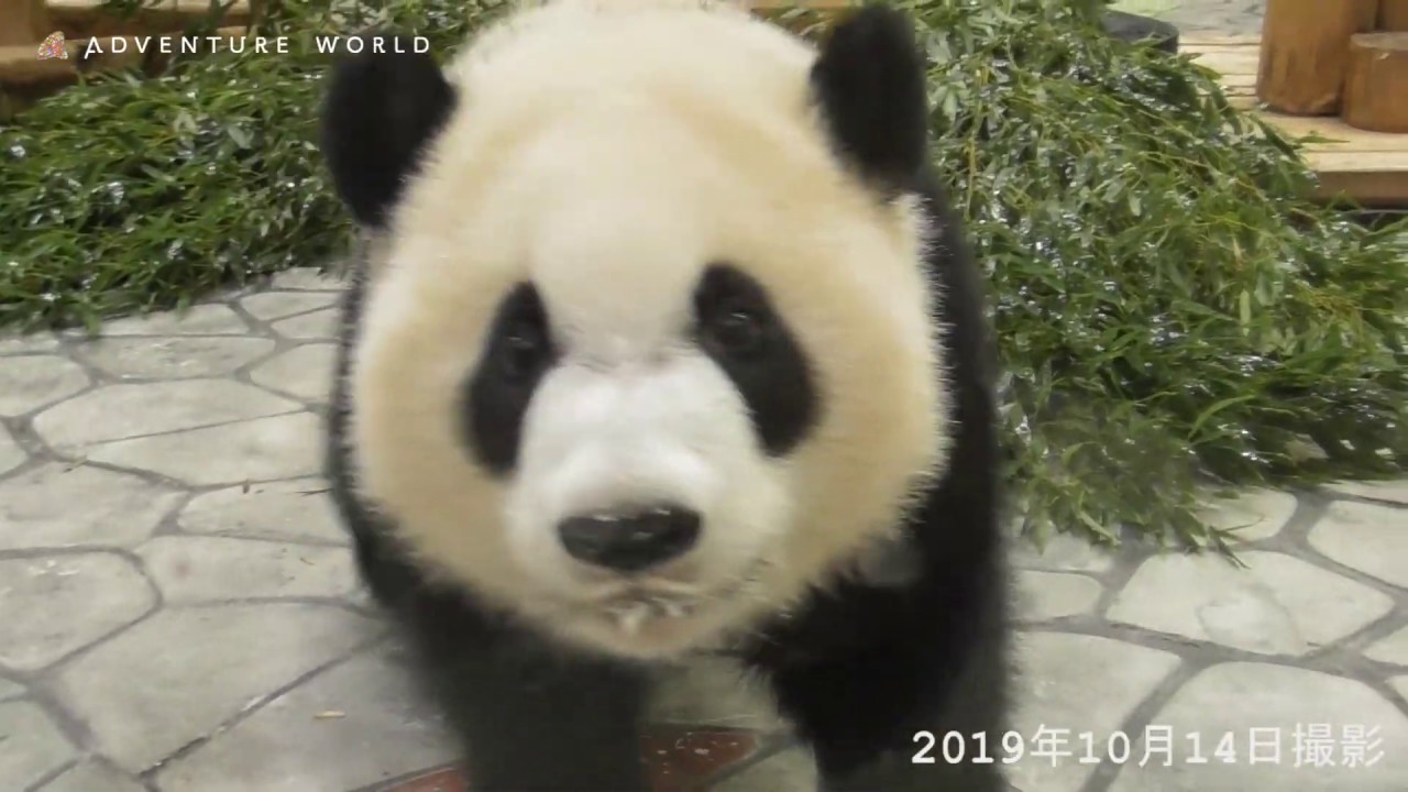 専用 シャンシャン 彩浜 楓浜 Giant panda ''Saihin'' with milk in