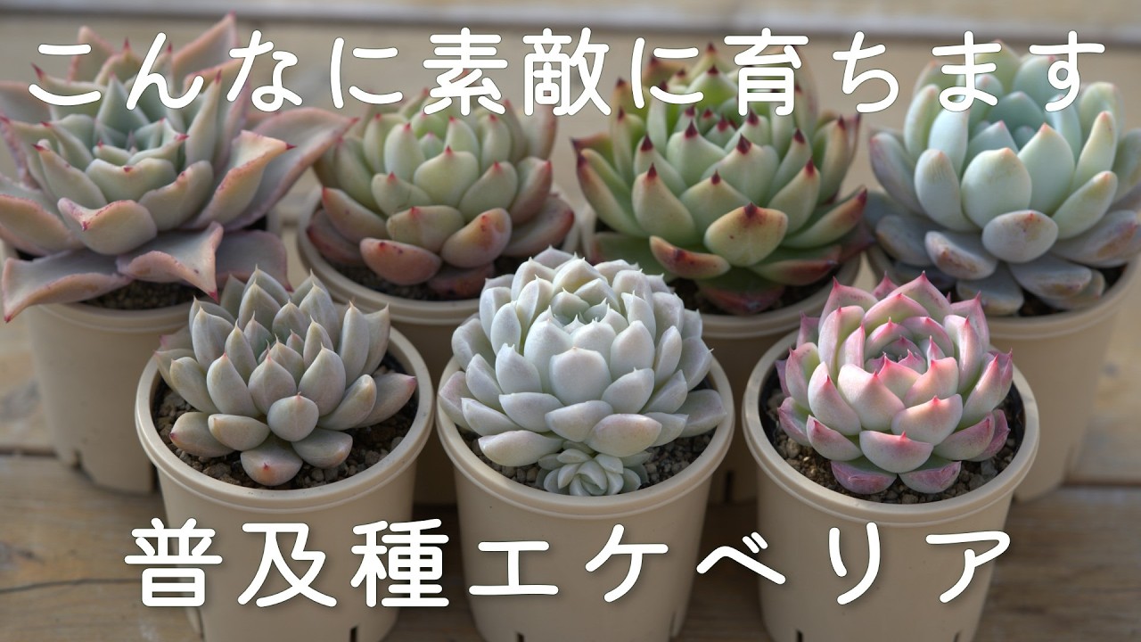 188 [Until recently, it was a high-end variety] A recommended