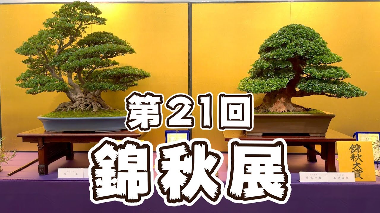 盆栽】第21回 錦秋展 さつき盆栽 - YouTube