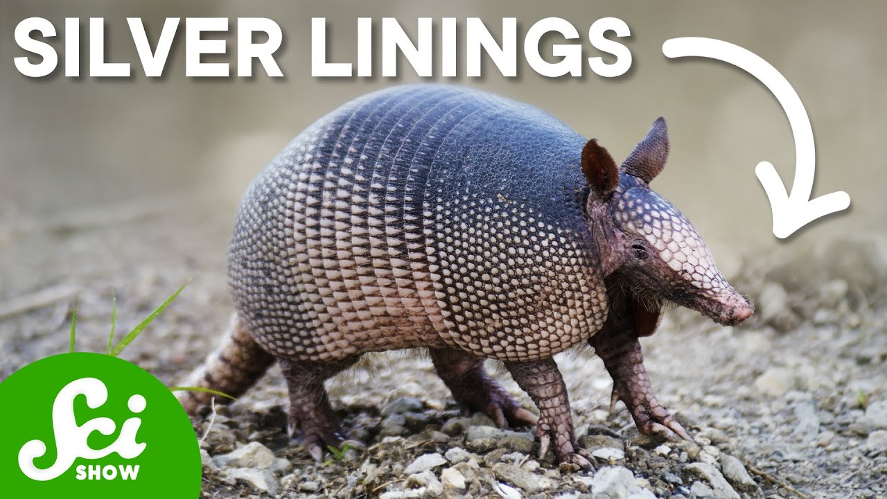 ココノオビアルマジロ 剥製：Nine-banded armadillo (stuffed animal