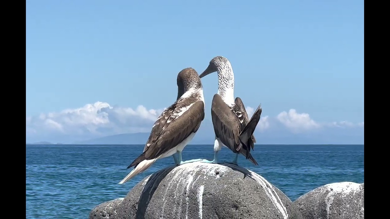 ガラパゴス諸島のアオアシカツオドリ - YouTube