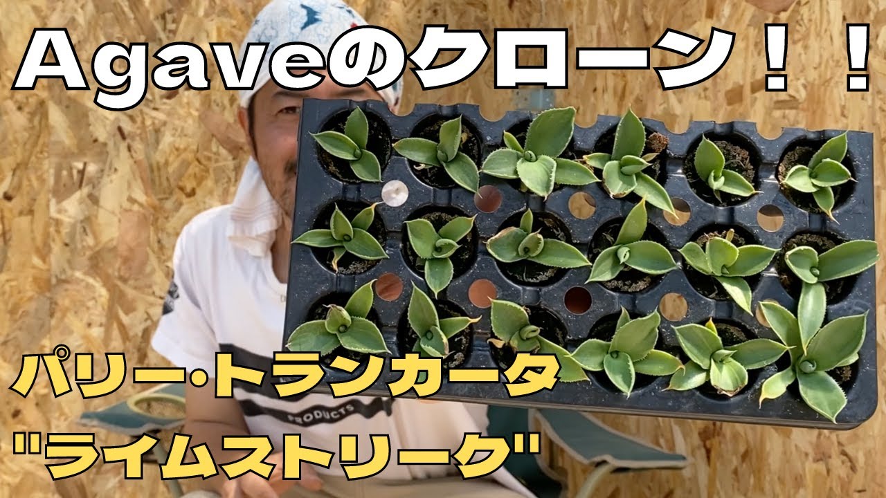 アガベにクローンがあります👽「メリクロン苗」をご紹介します！ - YouTube