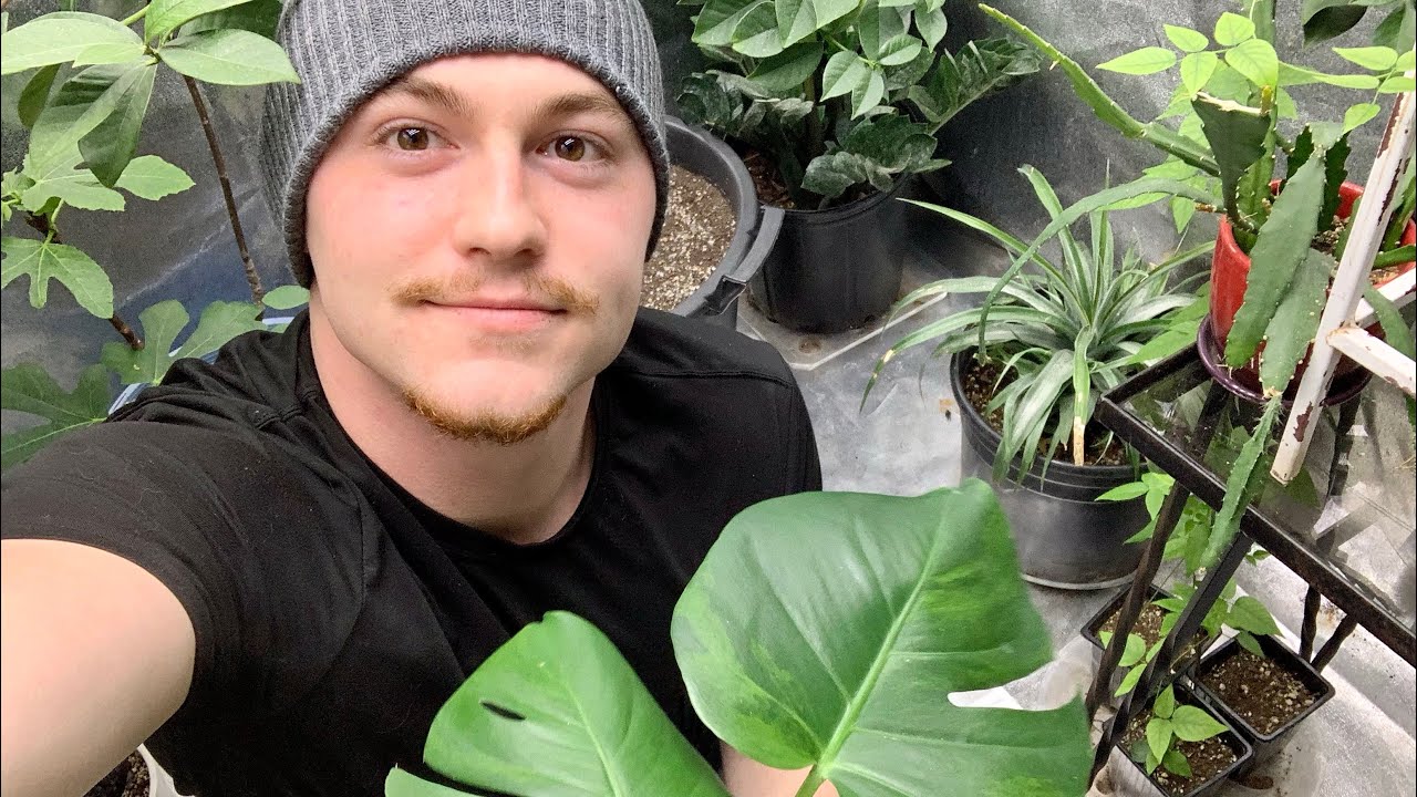 Super Rare Green on Green Monstera Deliciosa - Variegation