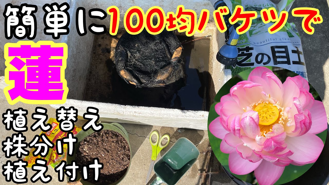 Easy lotus repotting, division and planting methods for beginners