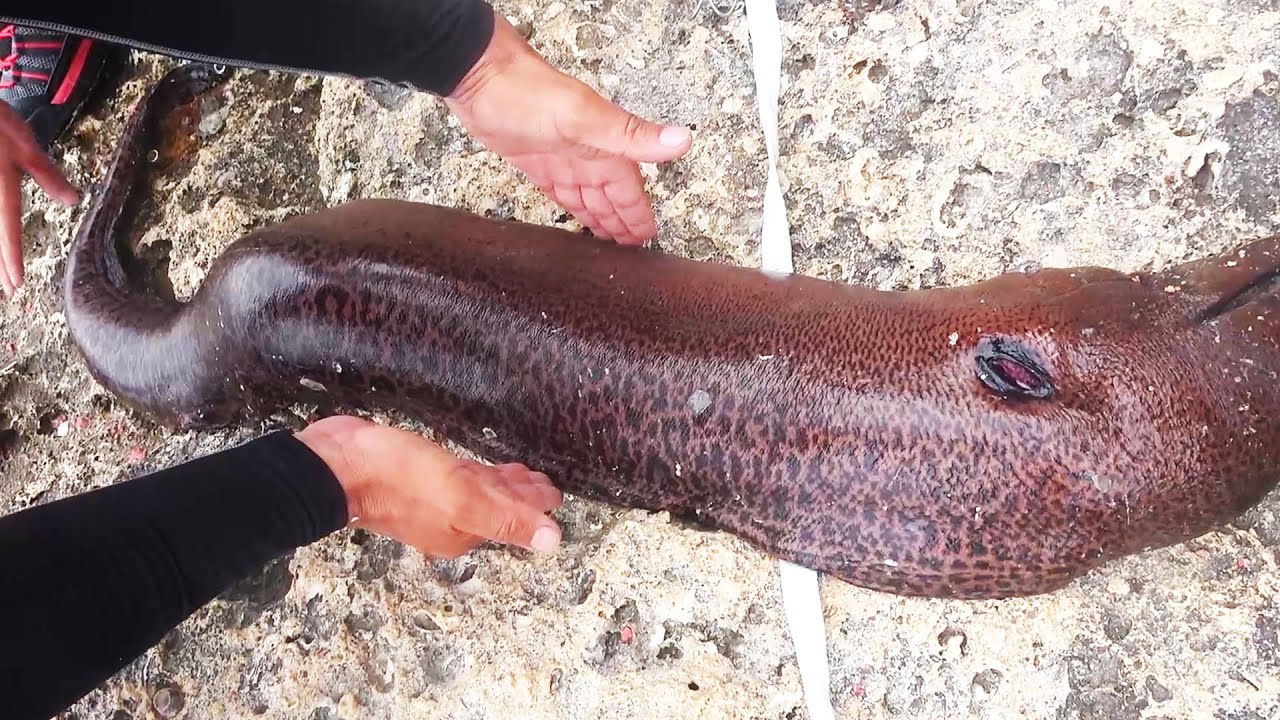 悲報により巨大ウツボ餌にすることにしました。【宮古島VS石垣島