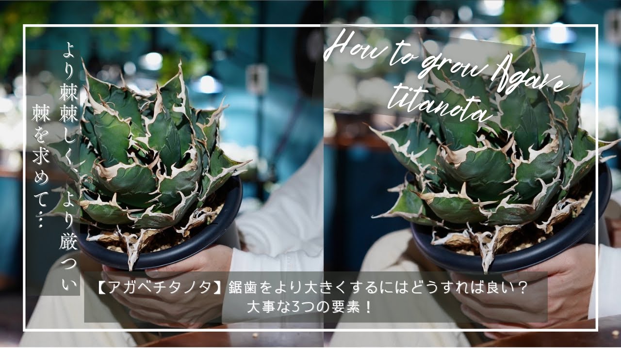 アガベチタノタ】鋸歯を大きく厳つくする大事な3つの要素について解説