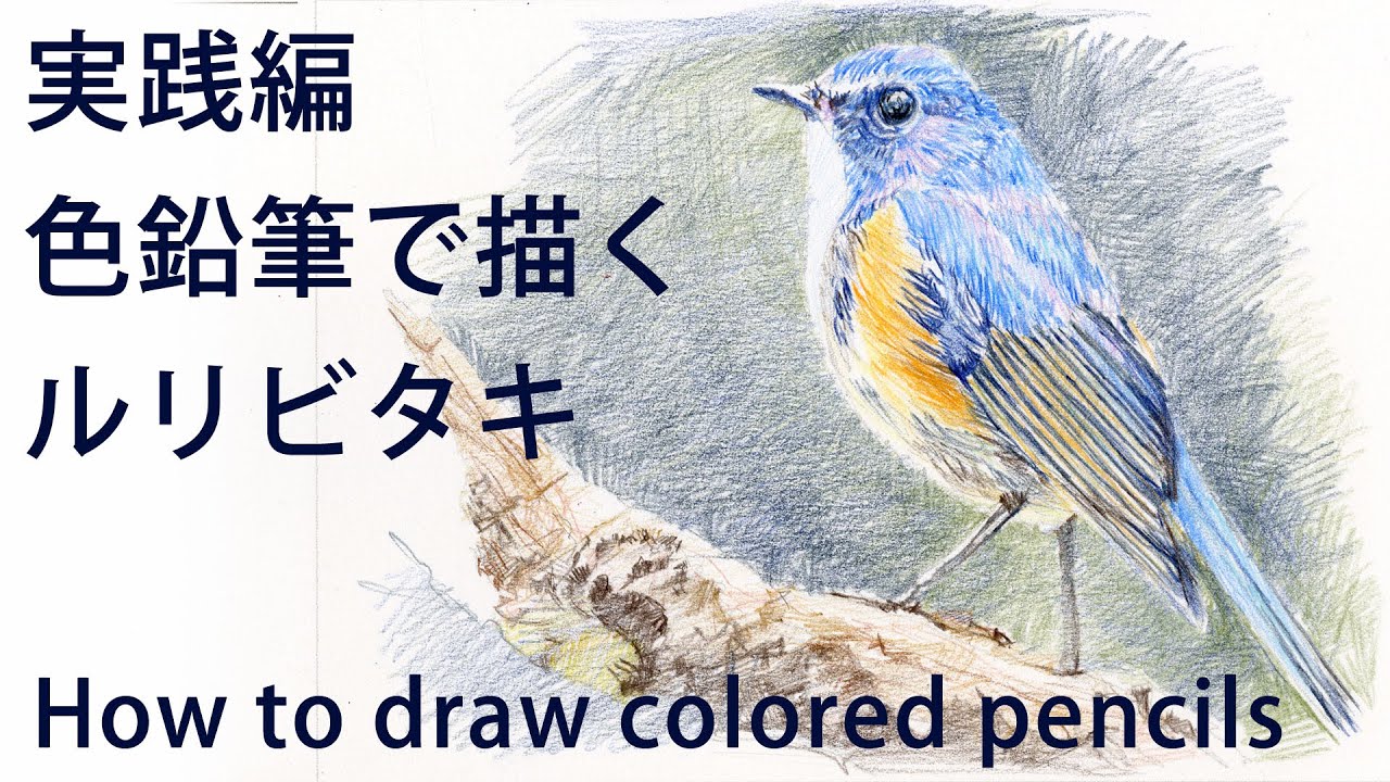 色鉛筆画】ルリビタキを描く、簡単レクチャー付き！Draw a bird with
