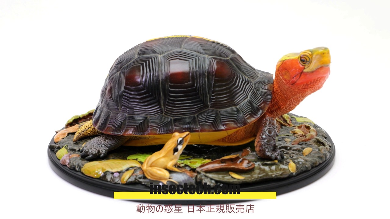 動物の惑星】「写実シリーズ」チュウゴクセマルハコガメ Cuora f
