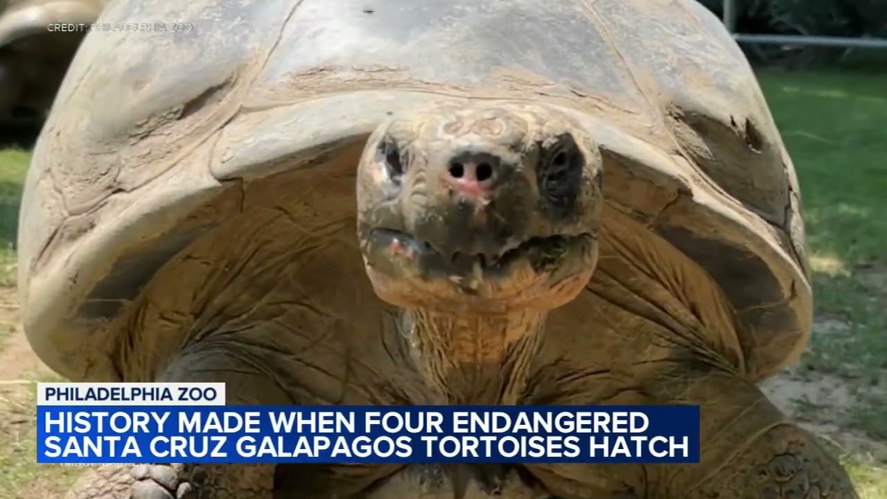 うれしいニュース。絶滅危惧種のガラパゴスゾウガメが97歳で初産、4児