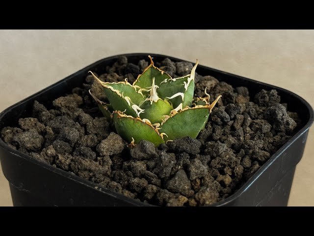 20260209 アガベ・チタノタ 緑水鬼(芽)-005｜agave green submariner