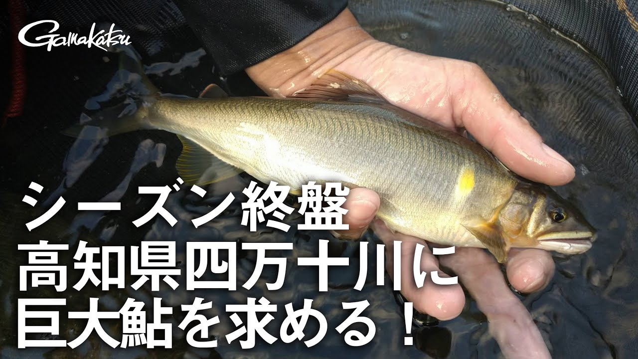 Searching for giant sweetfish in Shimanto River, Kochi Prefecture