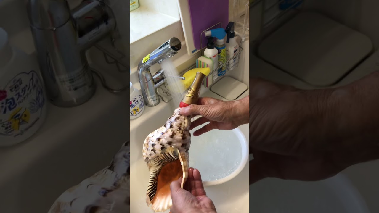 新発売！洗える法螺貝 歌口木製法螺貝誕生‼︎ ホラ貝 ホラガイ ほら貝