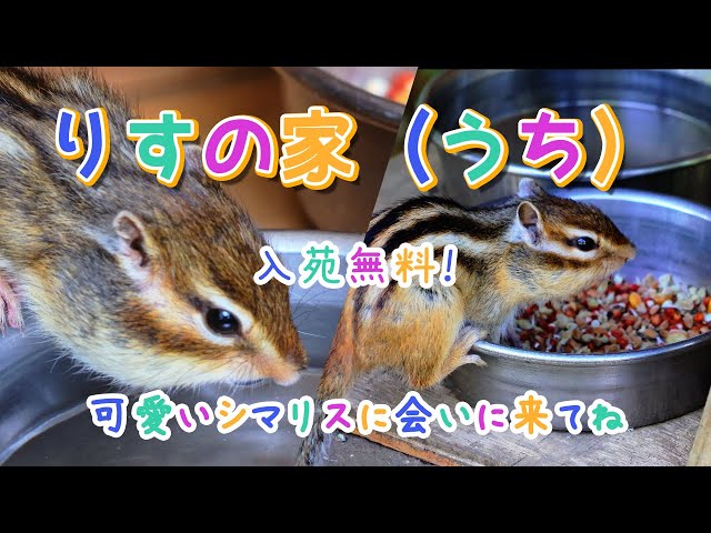 夏休みに! 入園無料で可愛いシマリスに会える「りすの家（うち）」市民