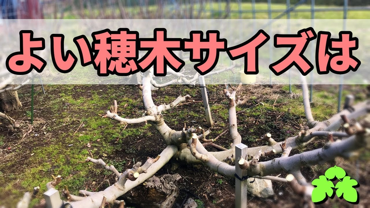 Collecting Scions: The Ideal Size for Cuttings - Fig Vlog #13 2021