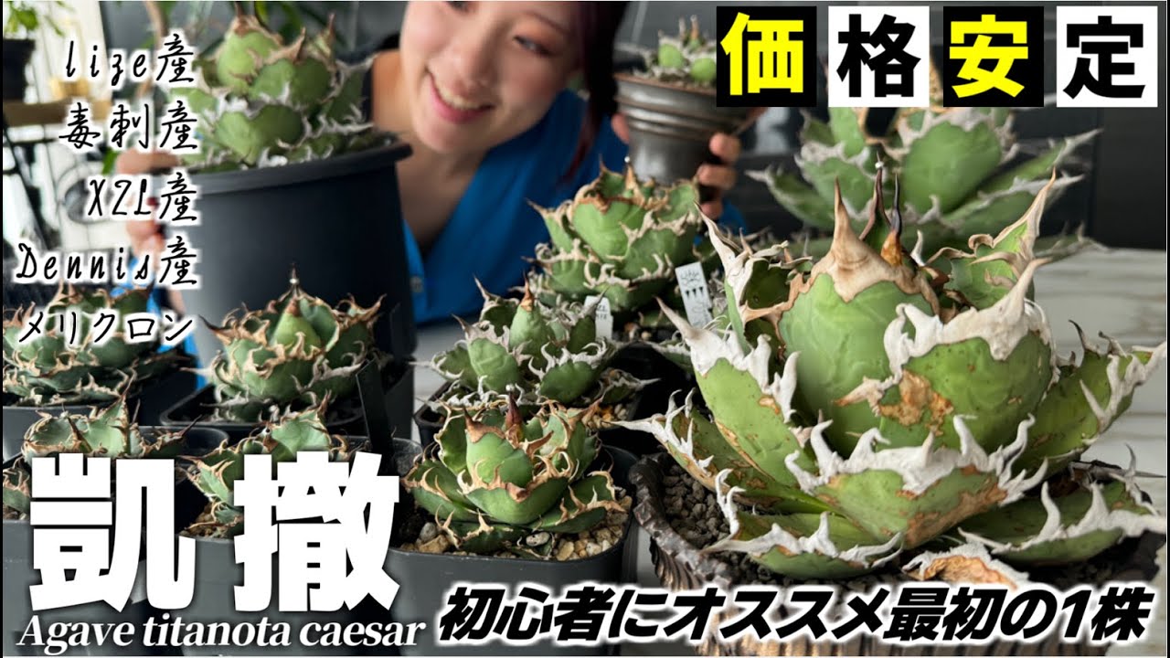 アガベ シーザー】初心者オススメの一株!!どれを買うのが正解？凱撤の