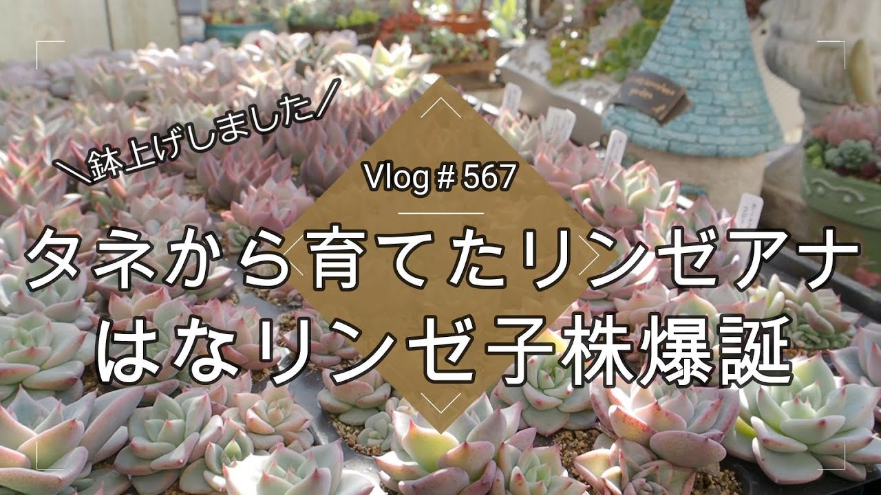 Vlog 567] [Succulents] Lindsey Anna grown from seed 🌱 Hana